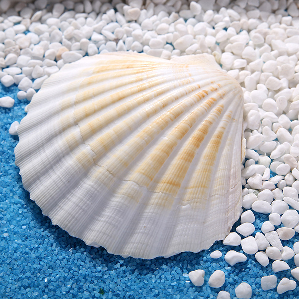 10Pcs Natural Seashells for Cr - Art Craft Gallery ulasan dan harga