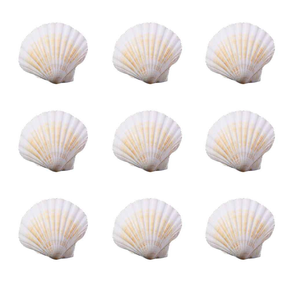 10Pcs Natural Seashells for Cr - Art Craft Gallery ulasan dan harga