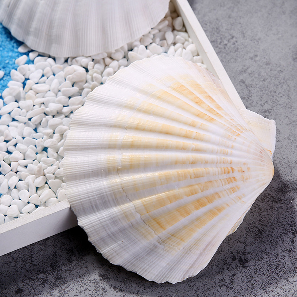 10Pcs Natural Seashells for Cr - Art Craft Gallery ulasan dan harga