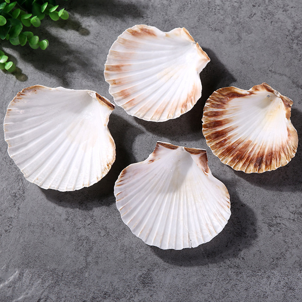 10Pcs Natural Seashells for Cr - Art Craft Gallery ulasan dan harga