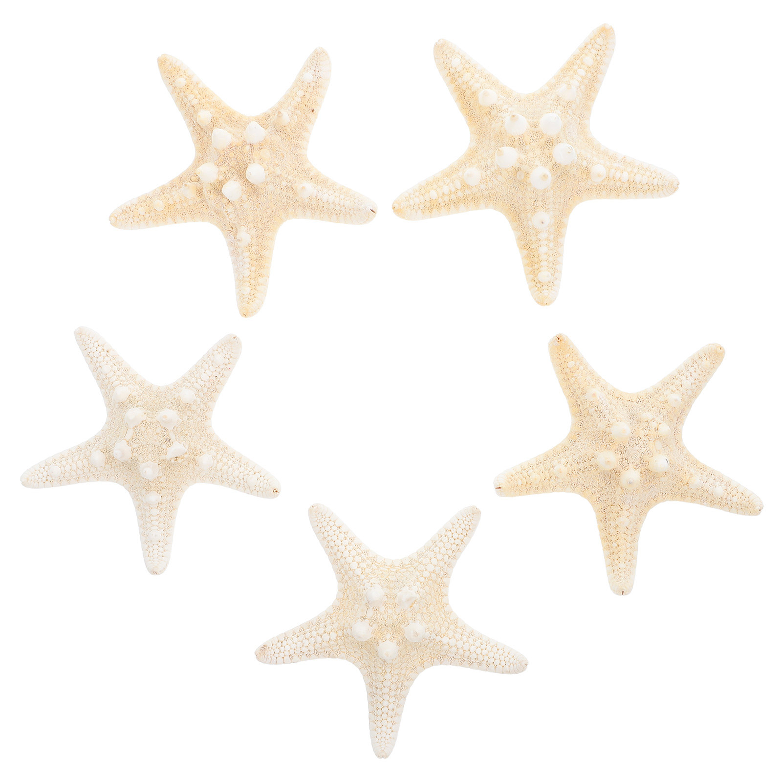 5Pcs Sea Star Ornaments Ocean  - Art Craft Gallery ulasan dan harga